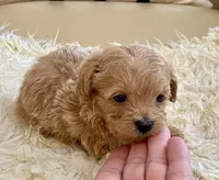 Tucker, a male Maltipoo and Poodle - Toy  for sale in Tampa, FL – Photo 3 of 8