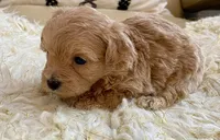 Tucker, a male Maltipoo and Poodle - Toy  for sale in Tampa, FL – Photo 7 of 8