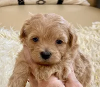 Tucker, a male Maltipoo and Poodle - Toy  for sale in Tampa, FL – Photo 4 of 8