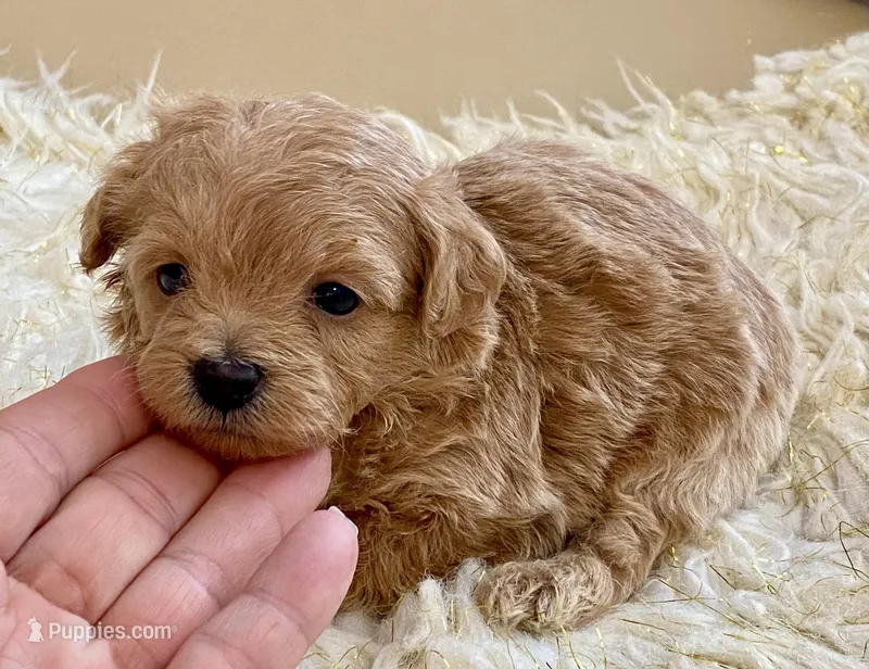 Tucker – Maltipoo, Poodle - Toy  puppy for sale in Tampa, FL