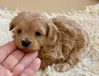 Tucker, a male Maltipoo and Poodle - Toy  for sale in Tampa, FL – Photo 1 of 8