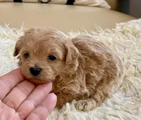 Tucker, a male Maltipoo and Poodle - Toy  for sale in Tampa, FL – Photo 6 of 8