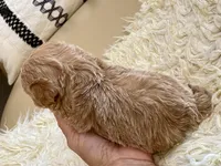 Tucker, a male Maltipoo and Poodle - Toy  for sale in Tampa, FL – Photo 8 of 8