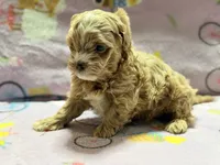 Messi , a male Maltipoo and Poodle - Toy  for sale in Tampa, FL – 7 of 10