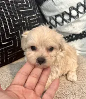 Lucy , a female Maltipoo and Poodle - Toy  for sale in Tampa, FL – 7 of 10
