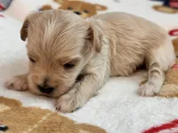Bruno , a male Maltipoo and Poodle - Toy  for sale in Tampa, FL – 10 of 10
