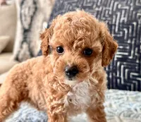 Fendi Tiny , a female Maltipoo and Poodle - Toy  for sale in Tampa, FL – 8 of 10