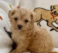 Emily , a female Maltipoo and Poodle - Toy  for sale in Tampa, FL – Photo 4 of 10