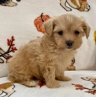 Emily , a female Maltipoo and Poodle - Toy  for sale in Tampa, FL – Photo 1 of 10