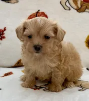 Emily , a female Maltipoo and Poodle - Toy  for sale in Tampa, FL – Photo 3 of 10