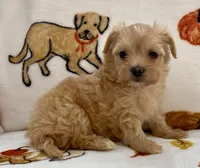 Emily , a female Maltipoo and Poodle - Toy  for sale in Tampa, FL – Photo 5 of 10