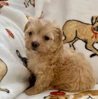 Emily , a female Maltipoo and Poodle - Toy  for sale in Tampa, FL – Photo 9 of 10
