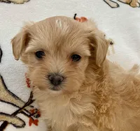 Emily , a female Maltipoo and Poodle - Toy  for sale in Tampa, FL – Photo 10 of 10