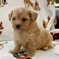 Emily , a female Maltipoo and Poodle - Toy  for sale in Tampa, FL – Photo 8 of 10