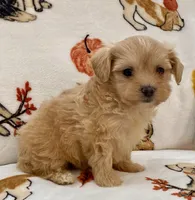 Emily , a female Maltipoo and Poodle - Toy  for sale in Tampa, FL – Photo 2 of 10