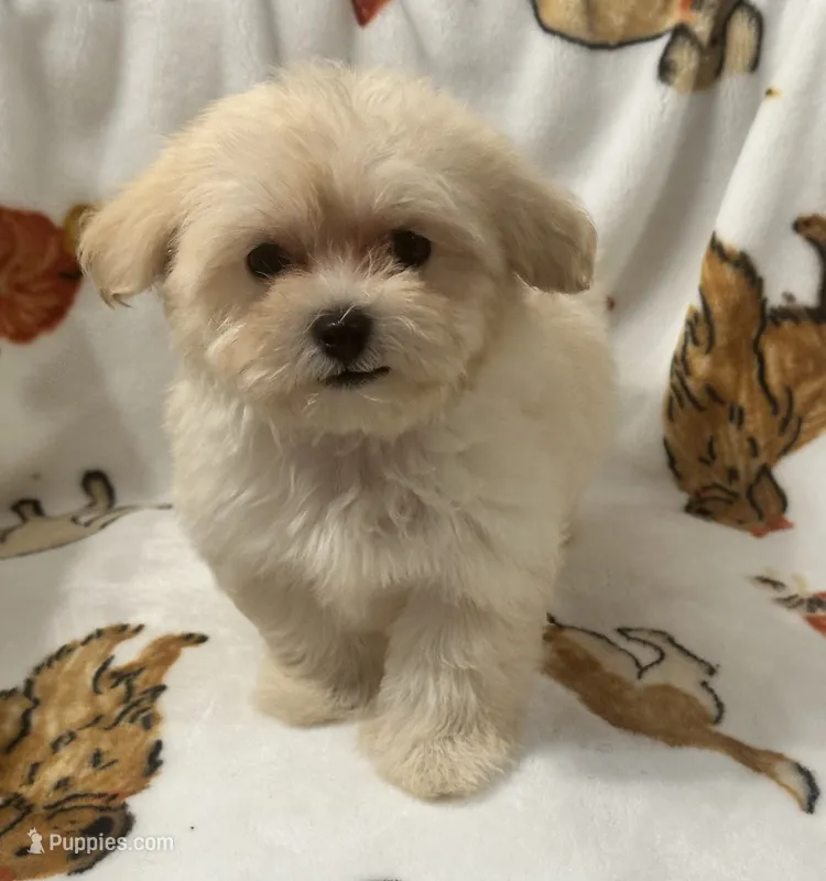 Charlie – Maltipoo, Poodle - Toy  puppy for sale in Tampa, FL