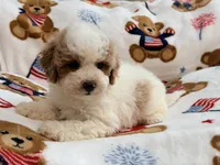 Romario, a male Maltipoo and Poodle - Toy  for sale in Tampa, FL – 6 of 9