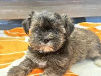 Lucy, a female Yorkshire Terrier and Shorkie for sale in Tampa, FL – 5 of 9