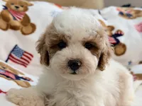 Romario, a male Maltipoo and Poodle - Toy  for sale in Tampa, FL – 1 of 9