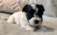 Milo Parti, a male Yorkshire Terrier for sale in Tampa, FL – 5 of 10