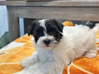 Milo Parti, a male Yorkshire Terrier for sale in Tampa, FL – 2 of 10