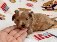 Jazzy , a male Maltipoo and Poodle - Toy  for sale in Tampa, FL – 4 of 9