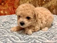 Nala , a female Maltipoo and Poodle - Toy  for sale in Tampa, FL – 5 of 10