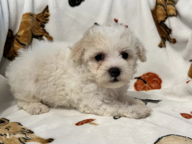 Simba  – Maltipoo, Poodle - Toy  puppy for sale in Tampa, FL
