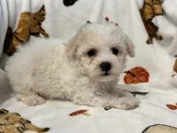 Simba , a male Maltipoo and Poodle - Toy  for sale in Tampa, FL – 1 of 10