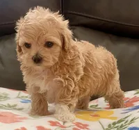 Peanut Korean , a male Maltipoo and Poodle - Toy  for sale in Tampa, FL – Photo 4 of 10