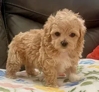 Peanut Korean , a male Maltipoo and Poodle - Toy  for sale in Tampa, FL – Photo 6 of 10