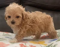 Peanut Korean , a male Maltipoo and Poodle - Toy  for sale in Tampa, FL – Photo 5 of 10
