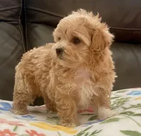 Peanut Korean , a male Maltipoo and Poodle - Toy  for sale in Tampa, FL – Photo 10 of 10