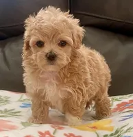 Peanut Korean , a male Maltipoo and Poodle - Toy  for sale in Tampa, FL – Photo 2 of 10