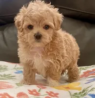 Peanut Korean , a male Maltipoo and Poodle - Toy  for sale in Tampa, FL – Photo 1 of 10