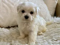 Oliver, a male Maltipoo and Poodle - Toy  for sale in Tampa, FL – 2 of 9