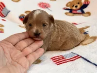 Jazzy , a male Maltipoo and Poodle - Toy  for sale in Tampa, FL – 3 of 9