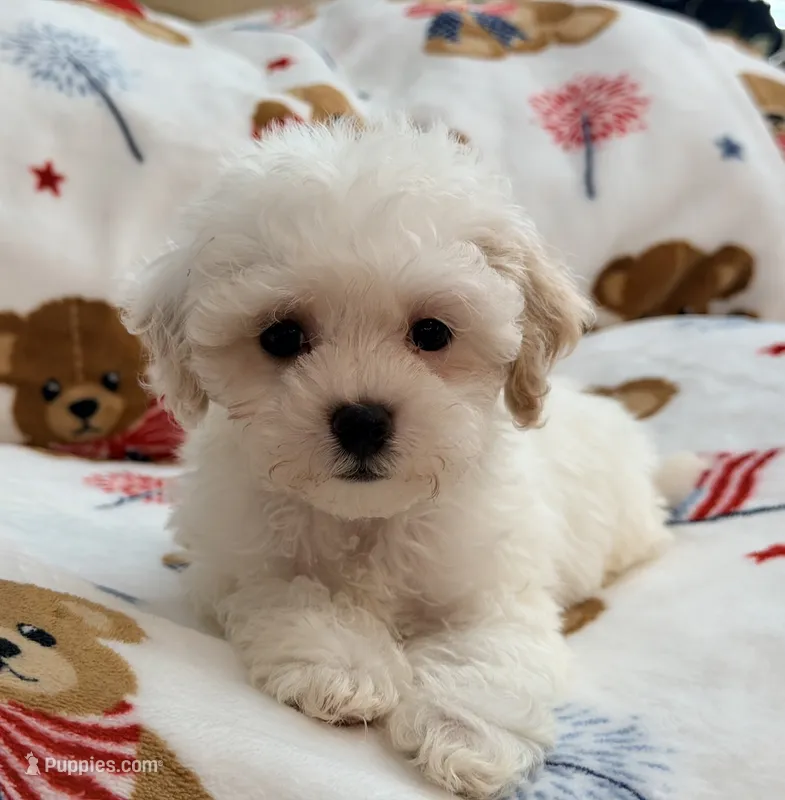 Shelby – Maltipoo, Poodle - Toy  puppy for sale in Tampa, FL