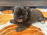 Lucy, a female Yorkshire Terrier and Shorkie for sale in Tampa, FL – 3 of 9