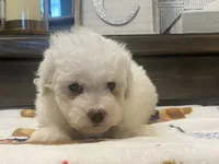 Moochi, a male Maltipoo and Poodle - Toy  for sale in Tampa, FL – 10 of 10