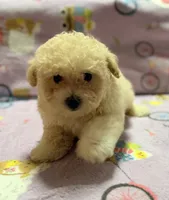 Tucker, a male Maltipoo and Poodle - Toy  for sale in Tampa, FL – 3 of 10