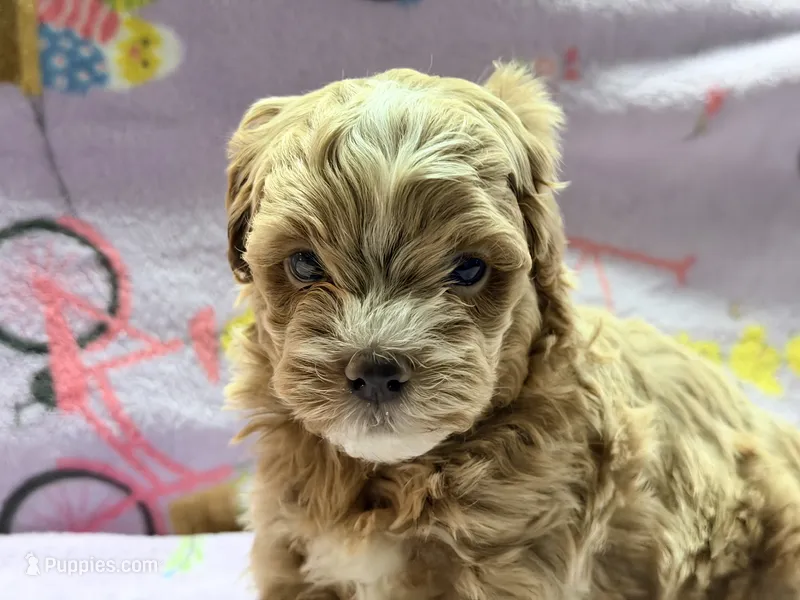 Messi  – Maltipoo, Poodle - Toy  puppy for sale in Tampa, FL
