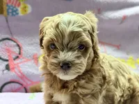 Messi , a male Maltipoo and Poodle - Toy  for sale in Tampa, FL – 1 of 10