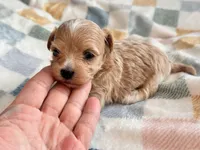 Fendi, a female Maltipoo and Poodle - Toy  for sale in Tampa, FL – 10 of 10