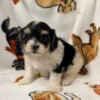 Emily, a female Yorkshire Terrier and Morkie for sale in Tampa, FL – 8 of 10