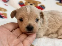 Benny , a male Maltipoo and Poodle - Toy  for sale in Tampa, FL – 9 of 10