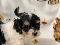 Emily, a female Yorkshire Terrier and Morkie for sale in Tampa, FL – 3 of 10