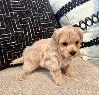 Zeus, a male Maltipoo and Poodle - Toy  for sale in Tampa, FL – 6 of 8