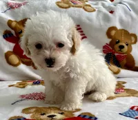 Shelby, a female Maltipoo and Poodle - Toy  for sale in Tampa, FL – 7 of 9