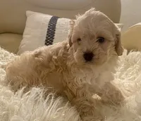 Marley, a male Cavapoo and Poodle - Toy  for sale in Tampa, FL – 8 of 10